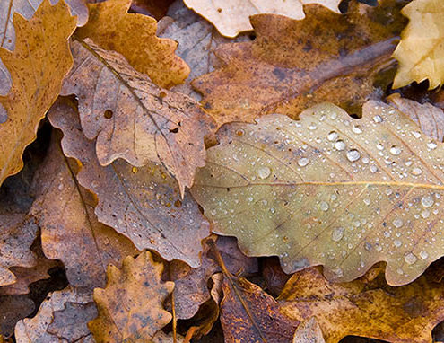 fall maintenance every year